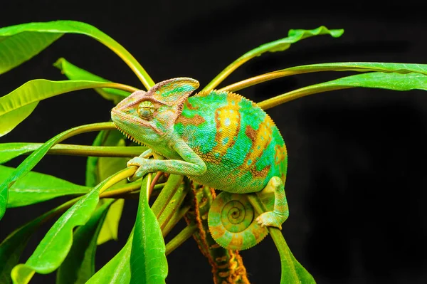 Een Jemen kameleon — Stockfoto