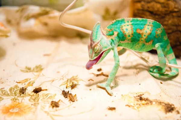 Een kameleon op jacht — Stockfoto