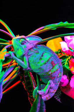 Yemen chameleon isolated on black background clipart