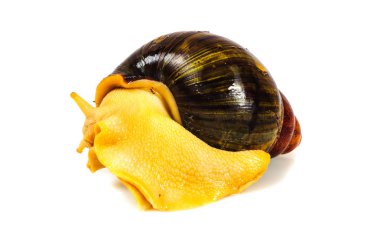 Beyaz arka plan üzerinde izole salyangoz