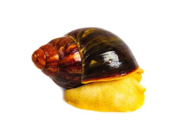 Beyaz arka plan üzerinde izole salyangoz