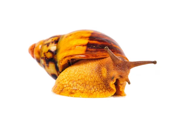 Schnecke isoliert auf weißem Hintergrund — Stockfoto