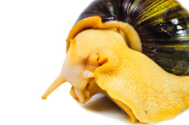 Beyaz arka plan üzerinde izole salyangoz