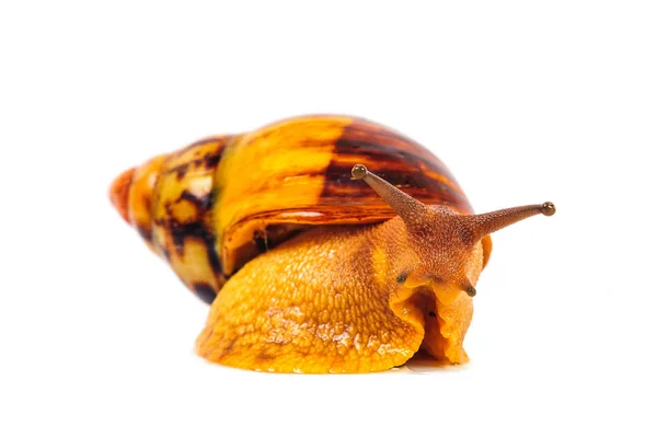 Schnecke isoliert auf weißem Hintergrund — Stockfoto