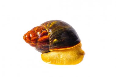 Beyaz arka plan üzerinde izole salyangoz