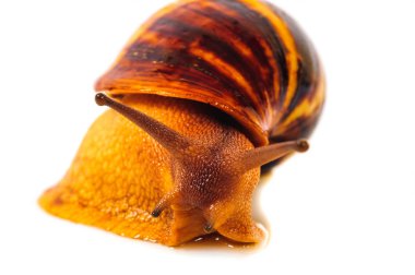 Beyaz arka plan üzerinde izole salyangoz