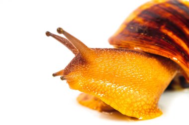 Beyaz arka plan üzerinde izole salyangoz