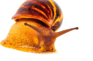 Beyaz arka plan üzerinde izole salyangoz