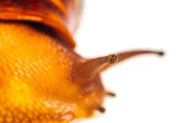 Beyaz arka plan üzerinde izole salyangoz