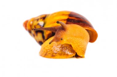 Beyaz arka plan üzerinde izole salyangoz