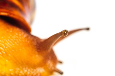 Beyaz arka plan üzerinde izole salyangoz