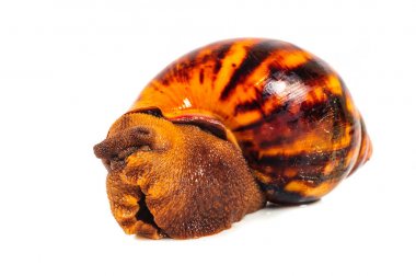 Beyaz arka plan üzerinde izole salyangoz