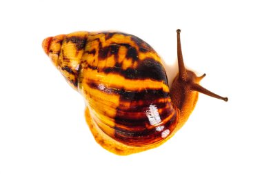 Beyaz arka plan üzerinde izole salyangoz