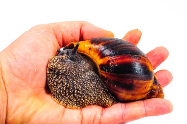 Beyaz arka plan üzerinde izole salyangoz