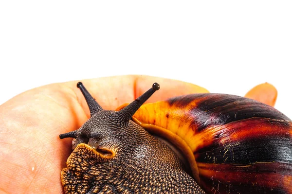 Schnecke isoliert auf weißem Hintergrund — Stockfoto