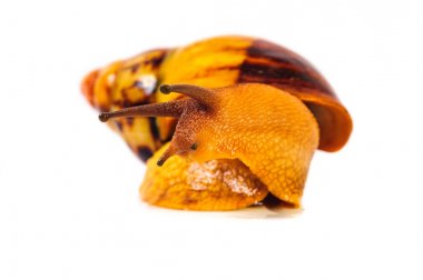 Beyaz arka plan üzerinde izole salyangoz