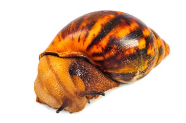 Beyaz arka plan üzerinde izole salyangoz