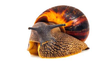 Beyaz arka plan üzerinde izole salyangoz