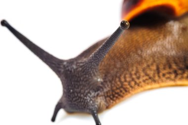 Beyaz arka plan üzerinde izole salyangoz