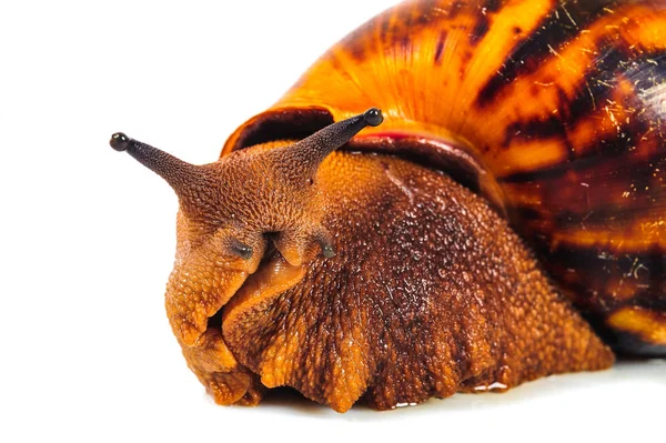 Beyaz arka plan üzerinde izole salyangoz