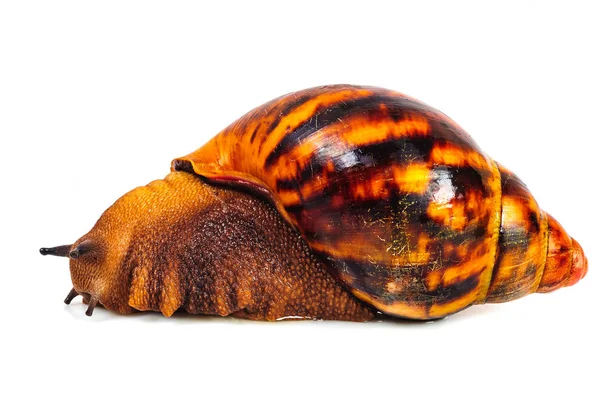 Beyaz arka plan üzerinde izole salyangoz