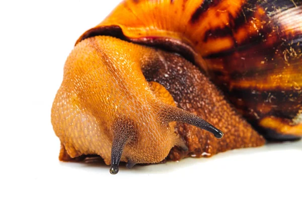 Caracol isolado no fundo branco — Fotografia de Stock