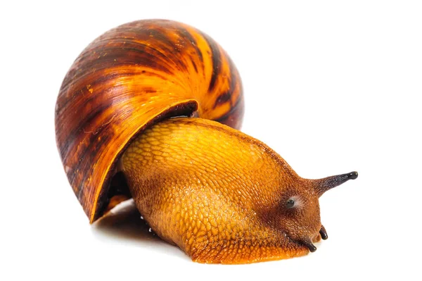 Snail isolated on the white background — Stock Photo, Image
