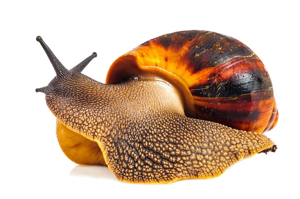 Beyaz arka plan üzerinde izole salyangoz