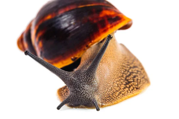 Beyaz arka plan üzerinde izole salyangoz