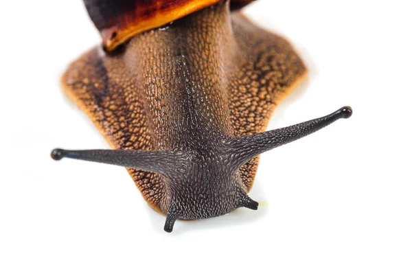 Schnecke isoliert auf weißem Hintergrund — Stockfoto