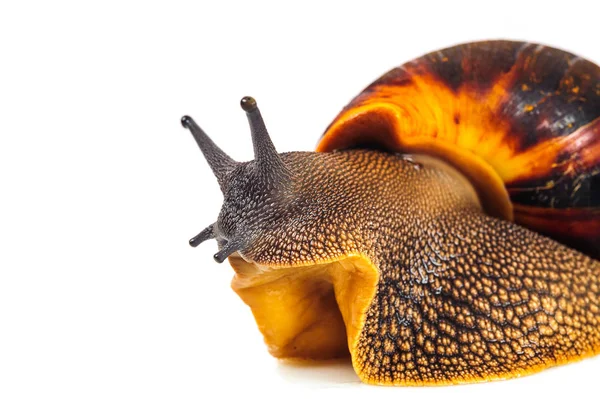 Schnecke isoliert auf weißem Hintergrund — Stockfoto