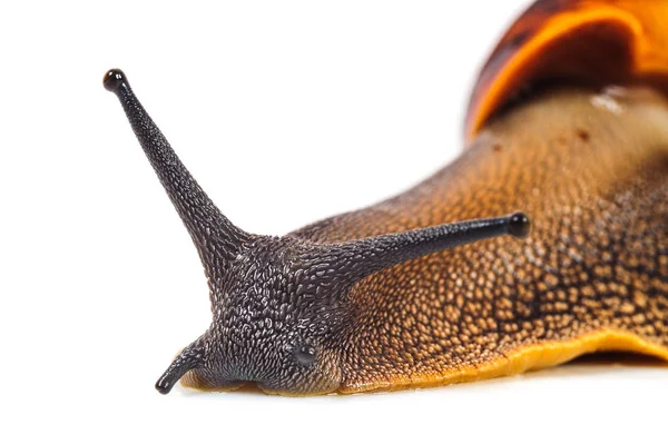 Caracol aislado sobre el fondo blanco —  Fotos de Stock