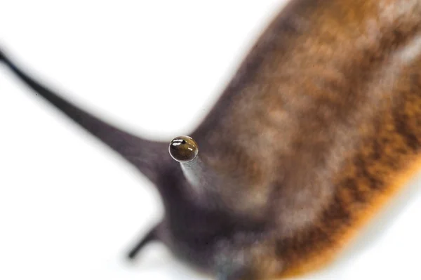 Escargot isolé sur le fond blanc — Photo