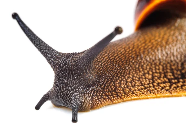 Beyaz arka plan üzerinde izole salyangoz