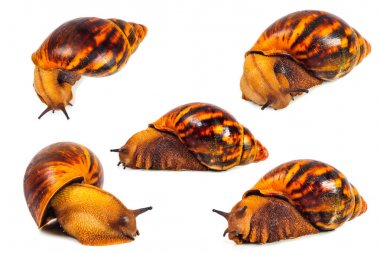 Beyaz arka plan üzerinde izole salyangoz