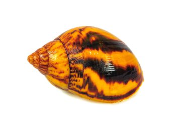 Beyaz arka plan üzerinde izole salyangoz