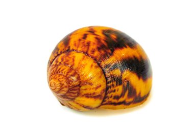 Beyaz arka plan üzerinde izole salyangoz