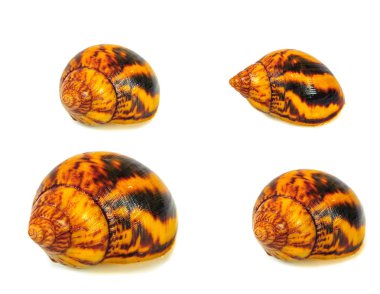 Beyaz arka plan üzerinde izole salyangoz