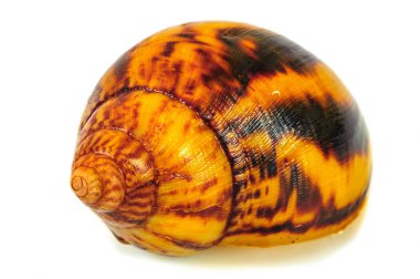 Beyaz arka plan üzerinde izole salyangoz