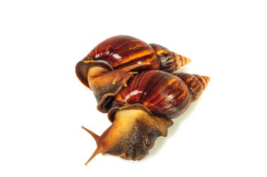 Beyaz arka plan üzerinde izole salyangoz