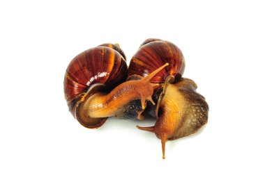 Beyaz arka plan üzerinde izole salyangoz