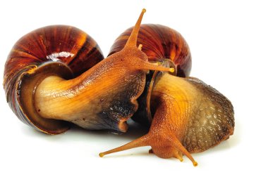 Beyaz arka plan üzerinde izole salyangoz