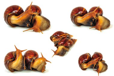 Beyaz arka plan üzerinde izole salyangoz