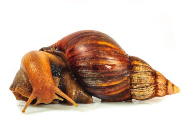 Beyaz arka plan üzerinde izole salyangoz