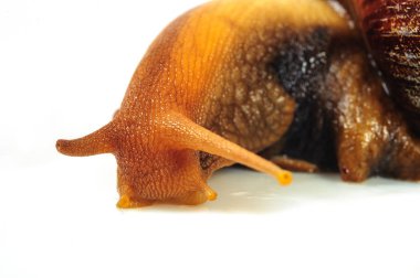 Beyaz arka plan üzerinde izole salyangoz