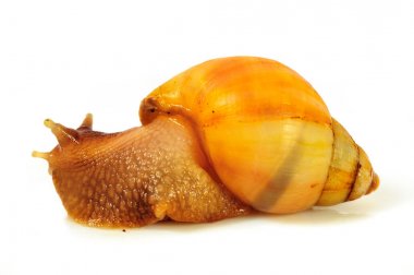 Beyaz arka plan üzerinde izole salyangoz