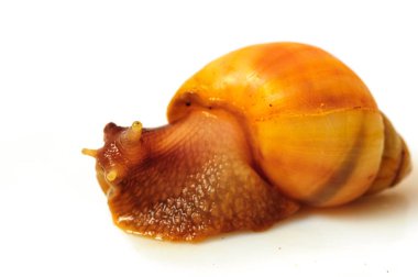 Beyaz arka plan üzerinde izole salyangoz