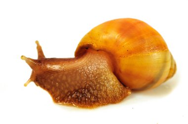 Beyaz arka plan üzerinde izole salyangoz