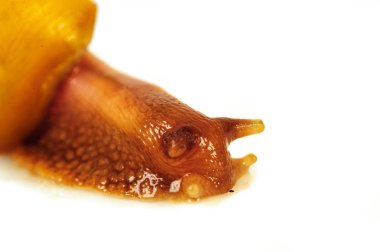 Beyaz arka plan üzerinde izole salyangoz