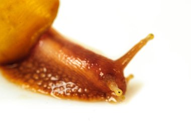 Beyaz arka plan üzerinde izole salyangoz